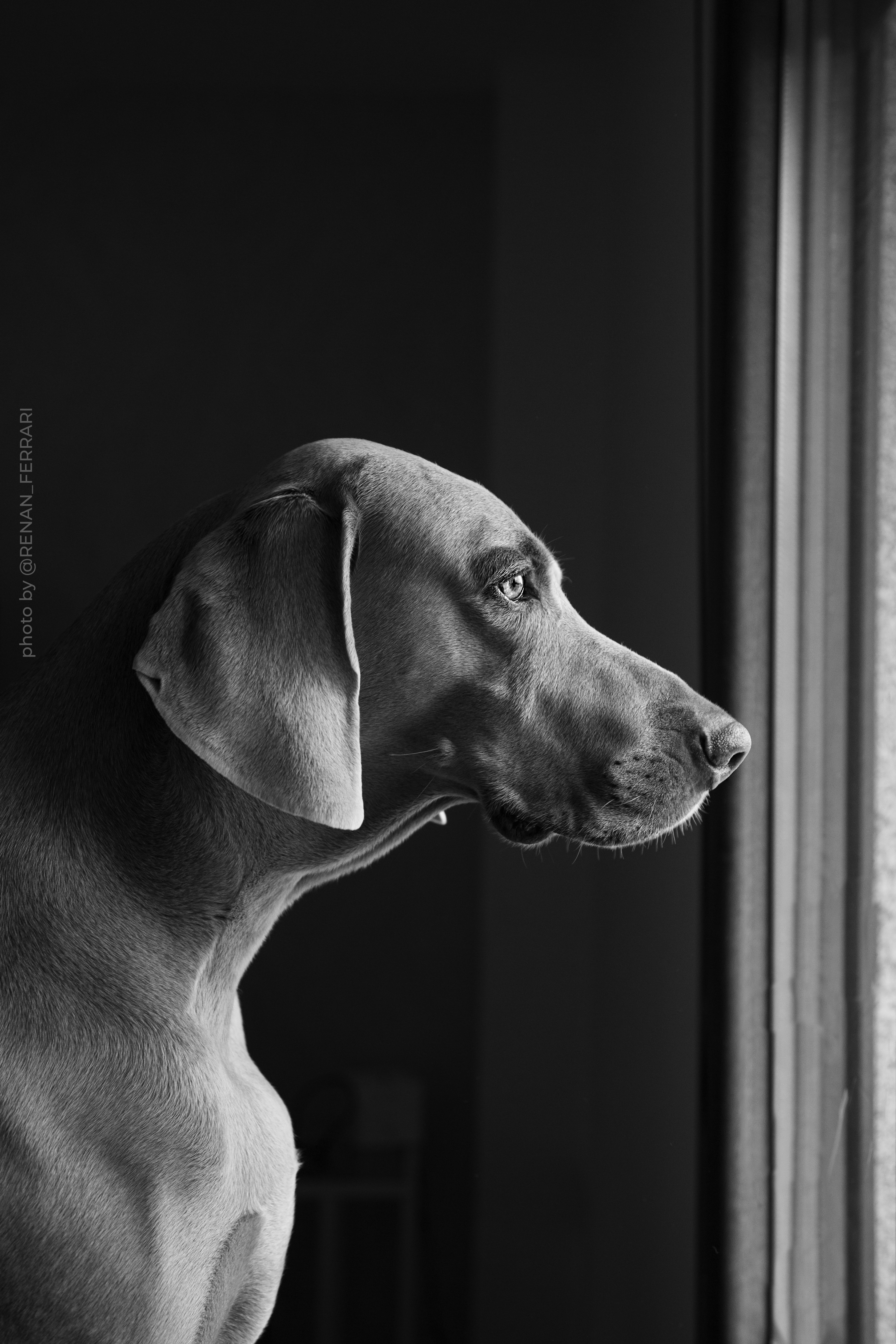 fotografia de perros en la coruña